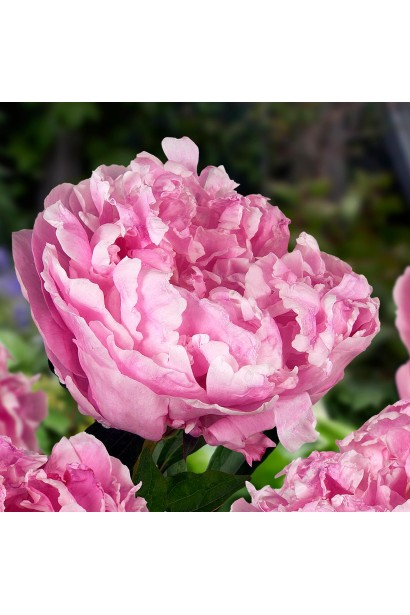 Розкішна півонія Alexander Fleming – символ краси й елегантності.